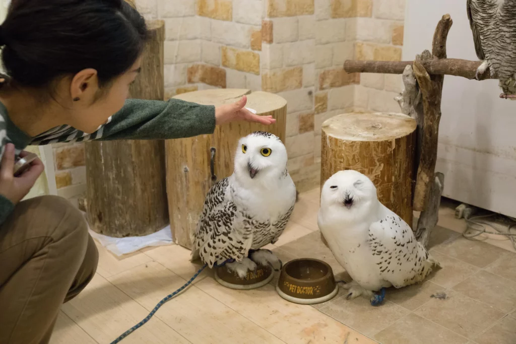 Take a look at Japan's wild side while you're here! The 8 Best Animal Cafes in Tokyo