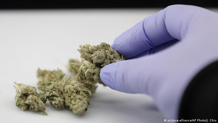Cannabis Under Microscope: Cannabinoids in Bud, as Seen Through a Microscope!