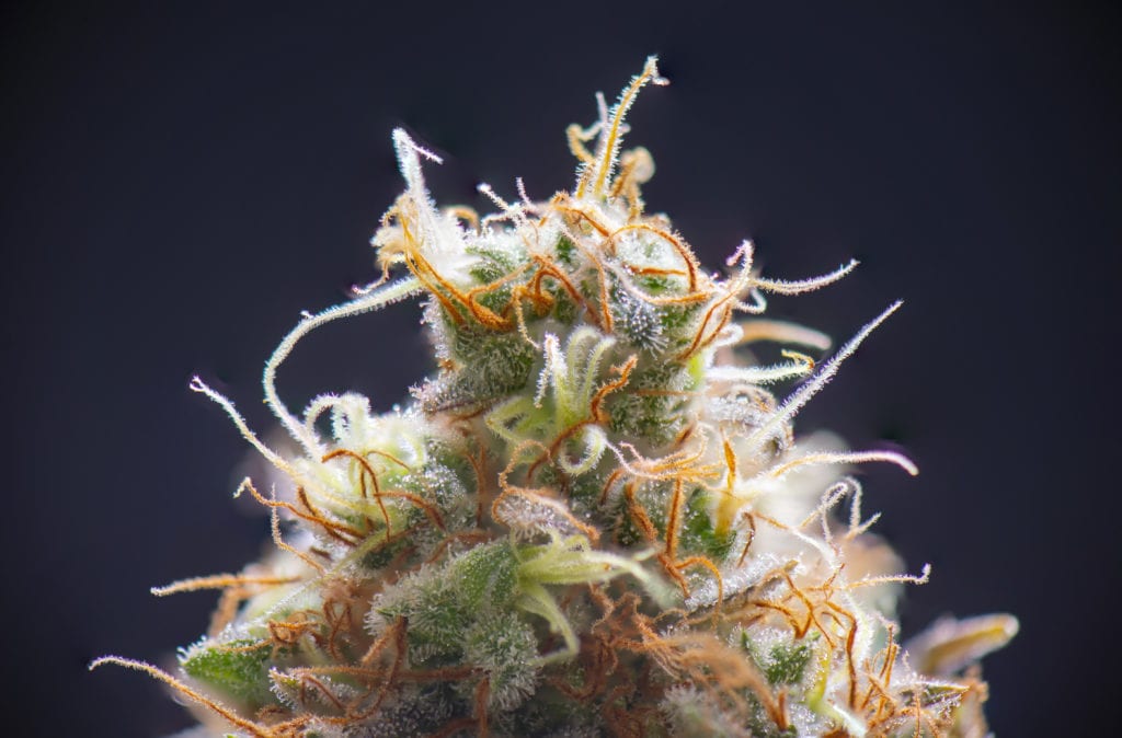 Cannabis Terpenes: What Are Terpenes and Why Are They Beneficial in Cannabis?