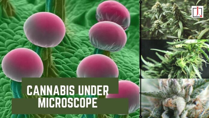 Cannabis Under Microscope: