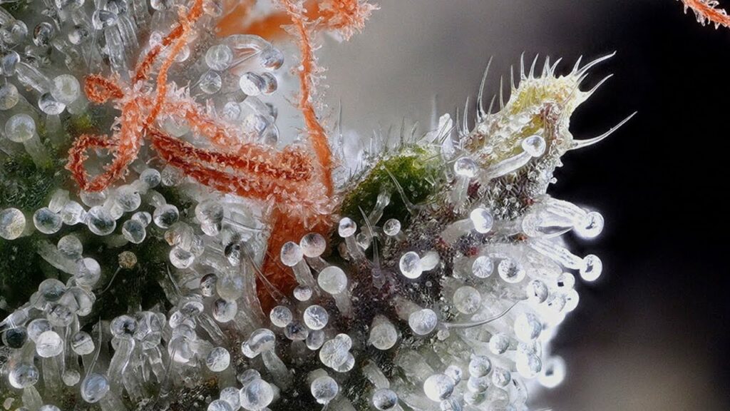 Cannabis Under Microscope: