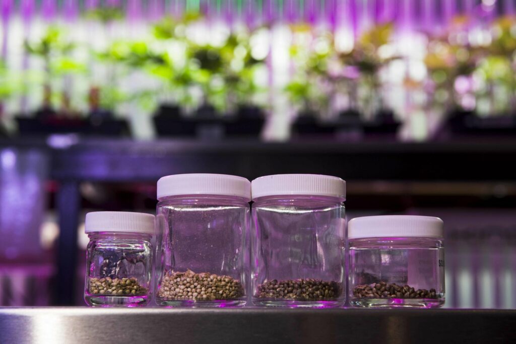 Cannabis Seed Storage Containers: The Number of Methods for Preserving Cannabis Seeds Varies Greatly!