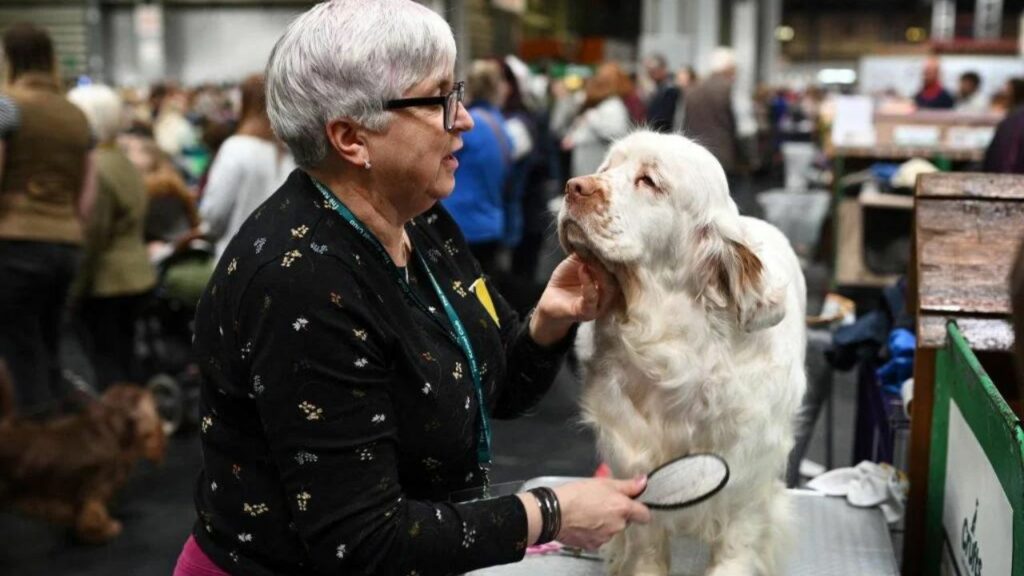 What Amount of Money Is up For Grabs for Crufts 2022?