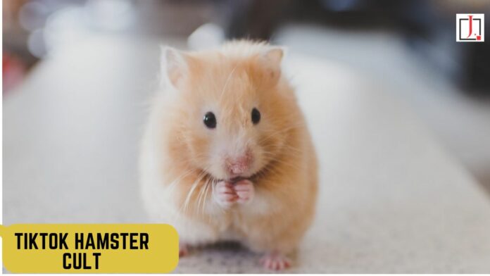 Tiktok Hamster Cult: What Is It? Explained Profile Picture with Hamsters!