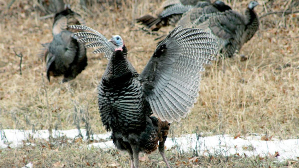 Things Are Out of Control On The New Jersey Turkey Front