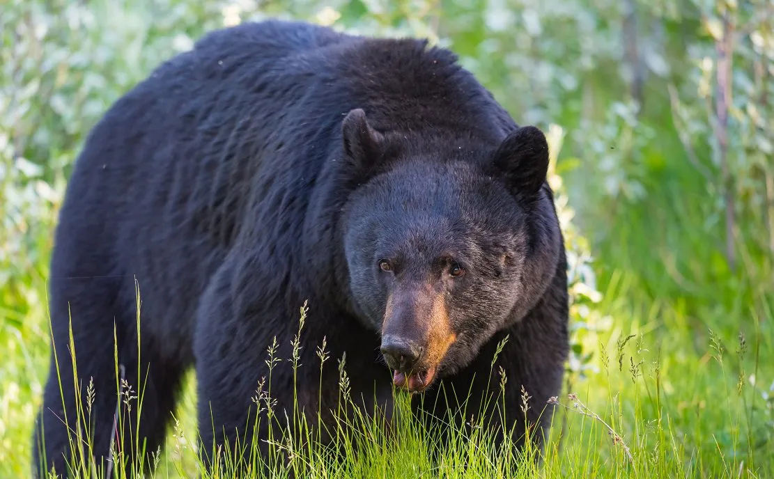 NGO's File Case Against New Jersey To Stop Next Week's Bear Hunt!