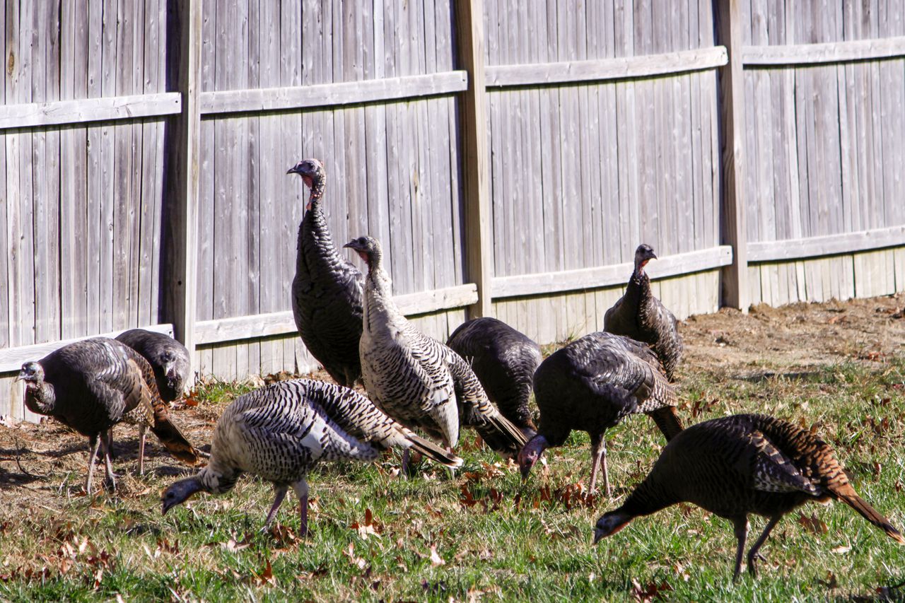 Estimated 21,000 Wild Turkeys in New Jersey Neighborhoods Causing Many Issues And Problems!