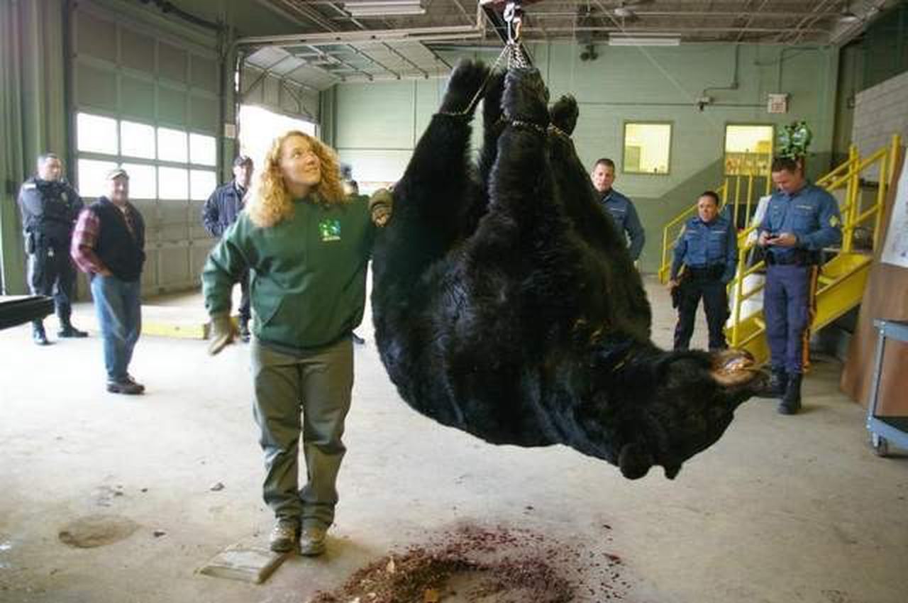 NGO's File Case Against New Jersey To Stop Next Week's Bear Hunt!