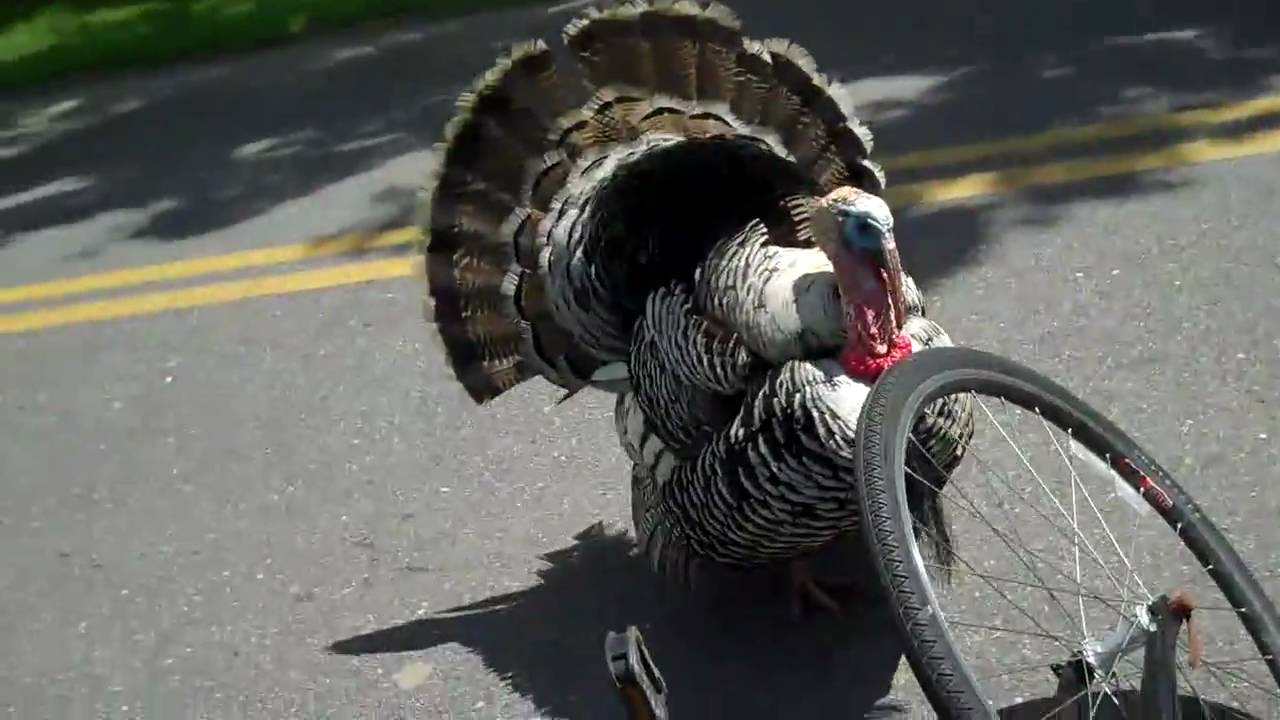 Things Are Out of Control On The New Jersey Turkey Front