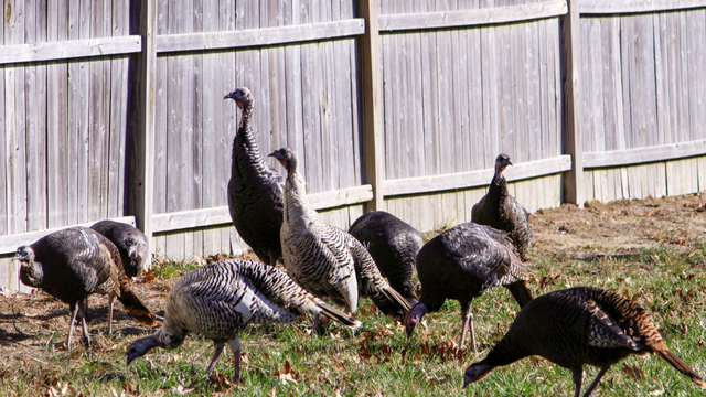 Once Critically Endangered, Wild Turkey Populations Are Thriving in New Jersey Today, to the Detriment of Some Local Communities.