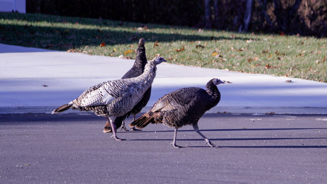 Once Critically Endangered, Wild Turkey Populations Are Thriving in New Jersey Today, to the Detriment of Some Local Communities.