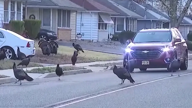21,000 Wild Turkeys in New Jersey Neighborhoods Cause Issues