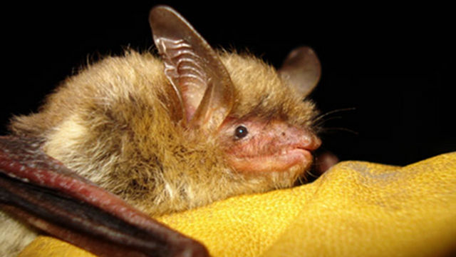 The Pennsylvania and New Jersey Bat Population is Officially in Danger.