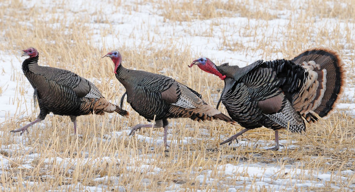 Estimated 21,000 Wild Turkeys in New Jersey Neighborhoods Causing Many Issues And Problems!