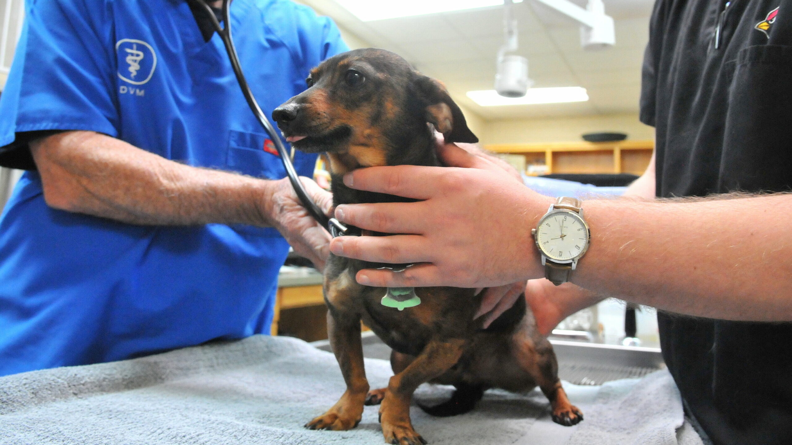 Veterinarians warning pet owners to be on lookout for dog flu

