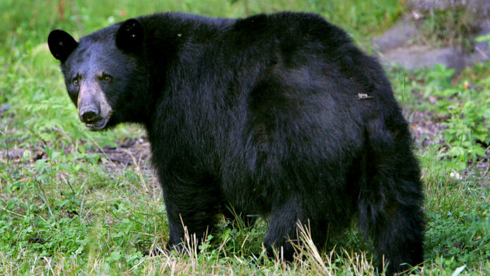 New Jersey bear hunt returns after 2-year hiatus following ruling by state appellate court