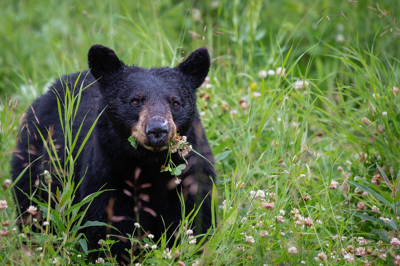 New Jersey Puts Off The Black Bear Hunt "Until Further Notice" While It Waits For A Court Ruling!
