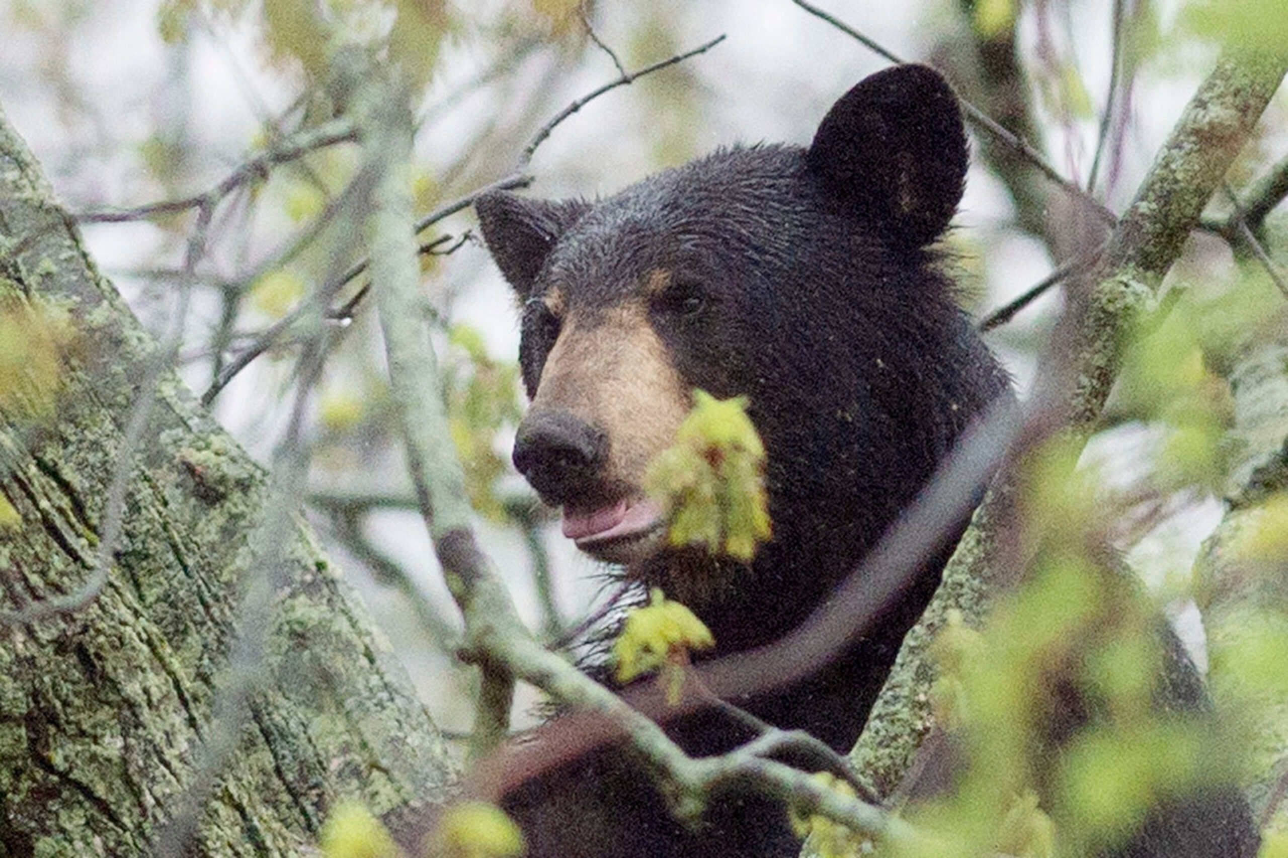 New Jersey bear hunt returns after 2-year hiatus following ruling by state appellate court