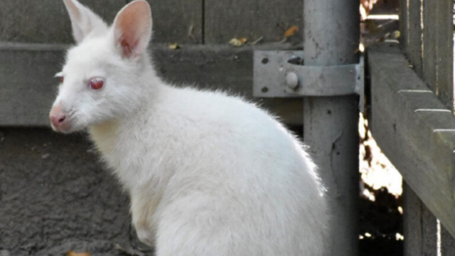 There's a New Animal at the Cape May Zoo! Get to Know Ghost, the Albino Wallaby