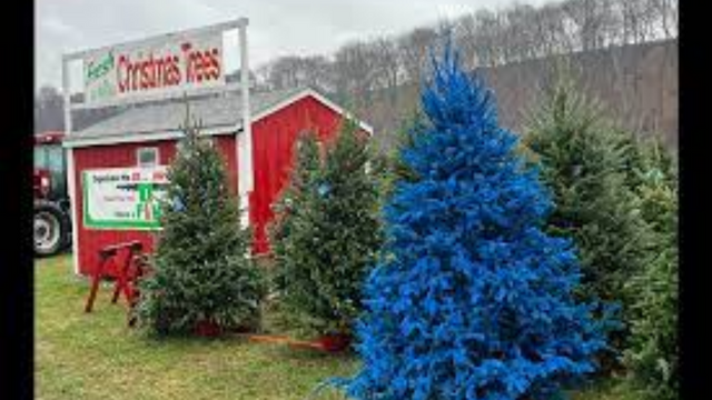 As a Result of Rising Costs, New Jersey Growers Have Raised the Price of Christmas Trees.