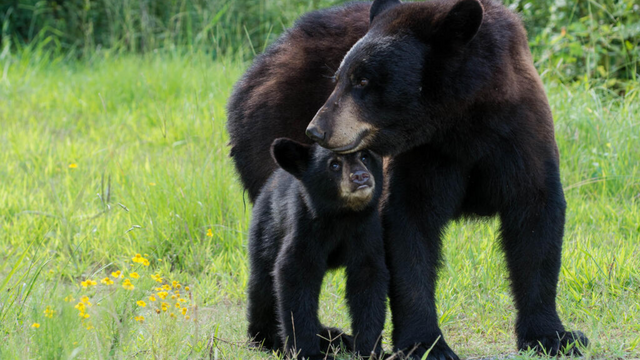 New Jersey Bans Black Bear Hunting for the Time Being