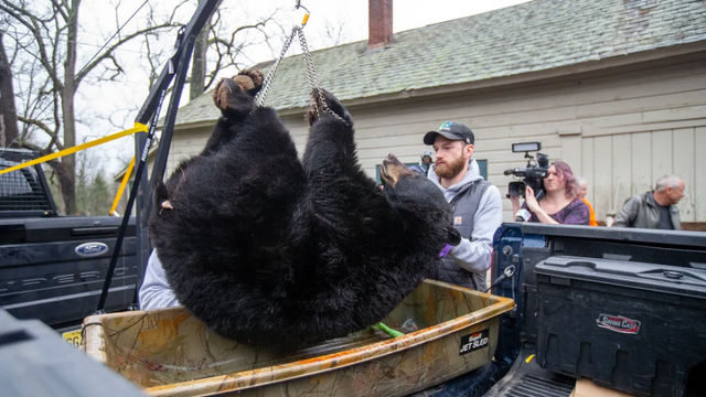 On Wednesday, the Second Half of a New Jersey Black Bear Hunt Will Get Underway.