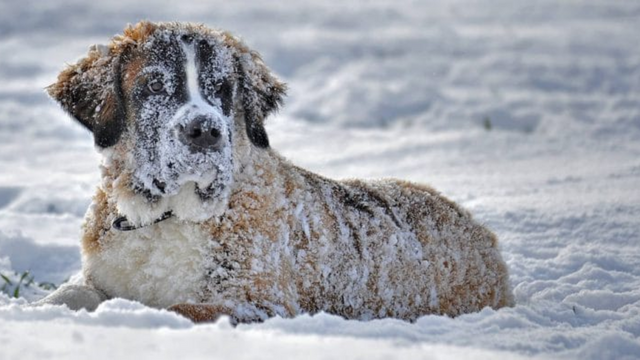 Is It Against the Law in New Jersey to Leave Your Dog Outside in the Winter?