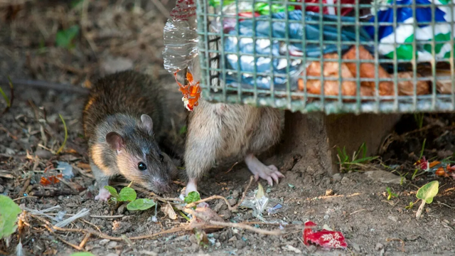 New York is the Us Rat Capital. Another City Tops the Rodent List.
