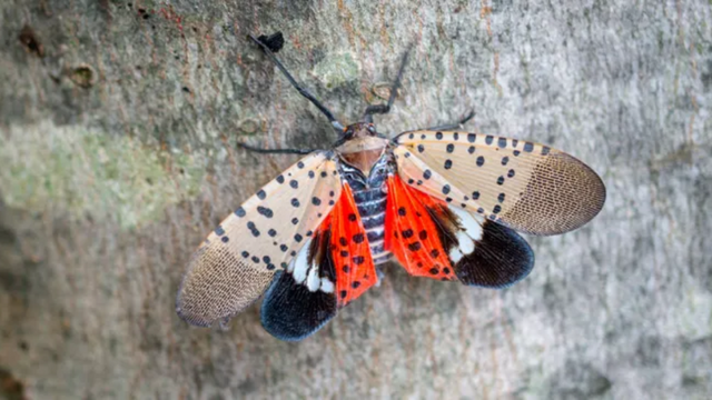 To Prevent the Spread of Spotted Lanternflies This Winter, Residents of New Jersey Are Urged to Destroy Any Egg Masses They Find.