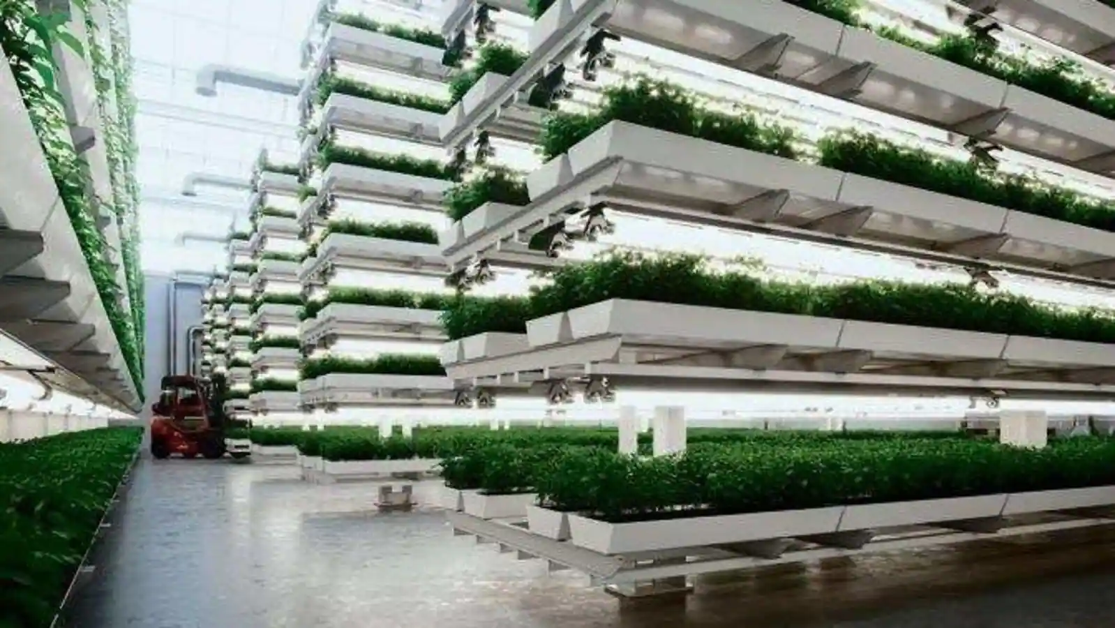 Looks cool, taste better, the future of food: Vertical Farming