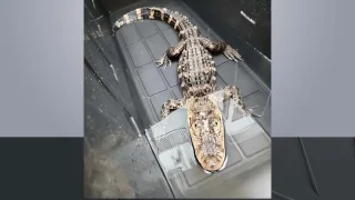 Good Samaritans Who ‘Found' Alligator in NJ Lot Actually Abandoned Reptile There: SPCA