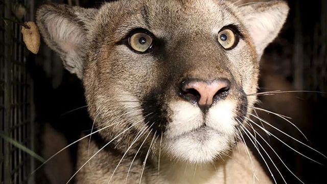 Another Santa Monica Mountains Mountain Lion is Believed to Have Been Killed by a Vehicle