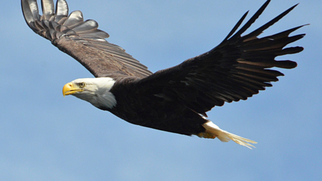 In 2022, Researchers in New Jersey Found 250 Occupied Nesting Sites for Bald Eagles, a Number That is Expected to Grow.