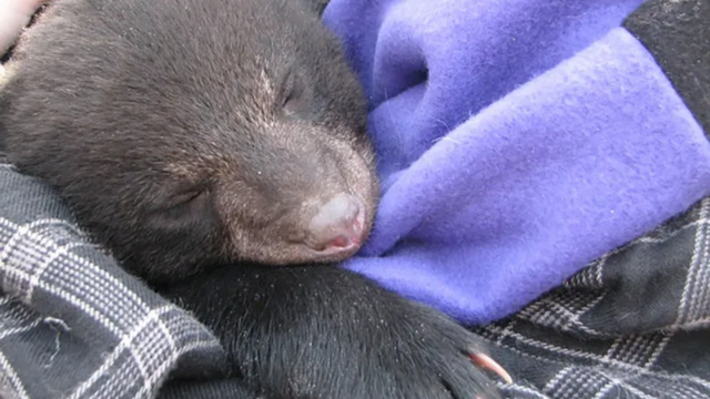 Pennsylvania Game Commission's Brand New Live Cam Shows a Black Bear's Den.