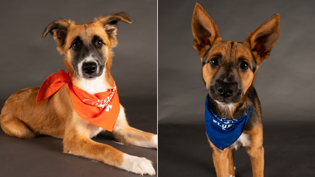 The 2023 Puppy Bowl Will Feature Some of the Cutest Rescue Dogs From New Jersey and Pennsylvania.