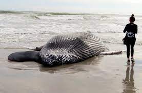 Officials: Whale found dead in New Jersey was presumably struck by a ship.