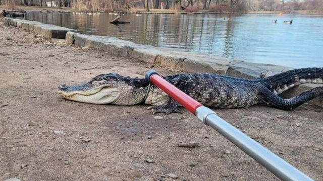 An Alligator Was Discovered in a Park in New York City