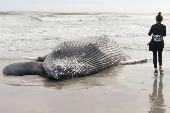 Another Whale Carcass Washes up On the New Jersey Shore.