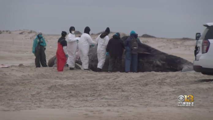 The Mayor of Ocean City Argues for A Halt to Offshore Wind Turbines in Response to A Spate of Beached Whale Carcasses.