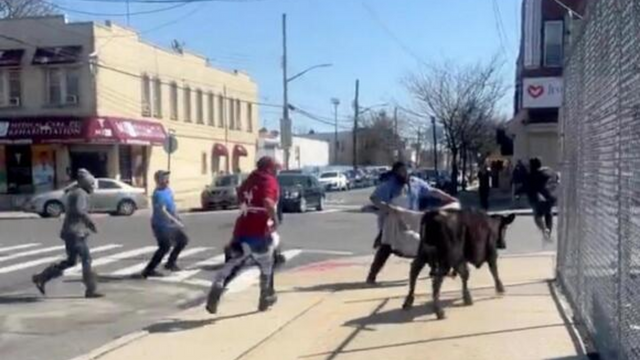 A Stray Cow Was Filmed Wandering a Brooklyn Neighborhood