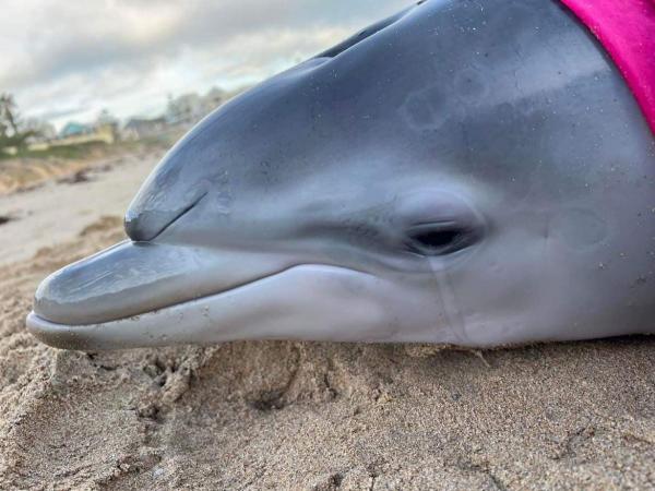 Rescuers in New Jersey Have to Kill a Baby Dolphin Because Its Mother Washed up On the Shore.