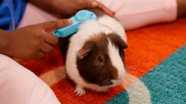 The New York City Council Has Just Approved a Ban on the Retail Sale of Guinea Pigs