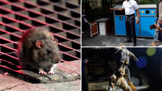 The Real Reason There Are So Many Rats in New York City